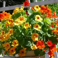 Почему Жируха — Nasturtium, а Настурция — Tropaeolum?