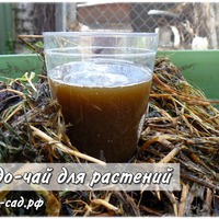 КОМПОСТНЫЙ ЧАЙ.