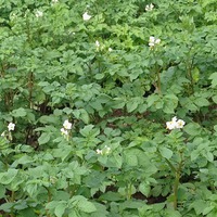 Ускоренное размножение картофеля