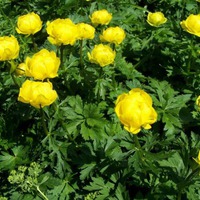 Купальницы, или троллиусы
