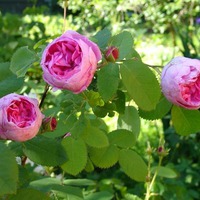 Любителям розовых ароматов. часть 2.