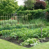 Пять способов севооборота для дачного участка