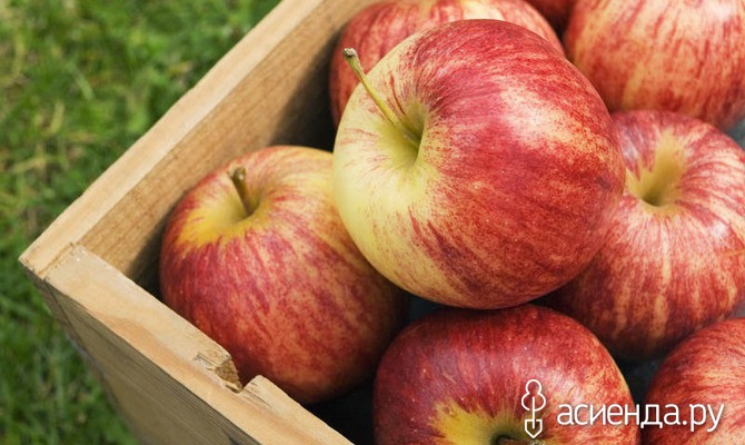 Как правильно хранить яблоки. Часть 1