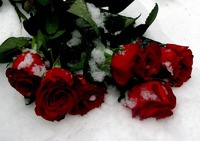 Розы на снегу/ часть 2