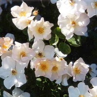 Немного о розах. Галина Панкратова. Мускусные розы.