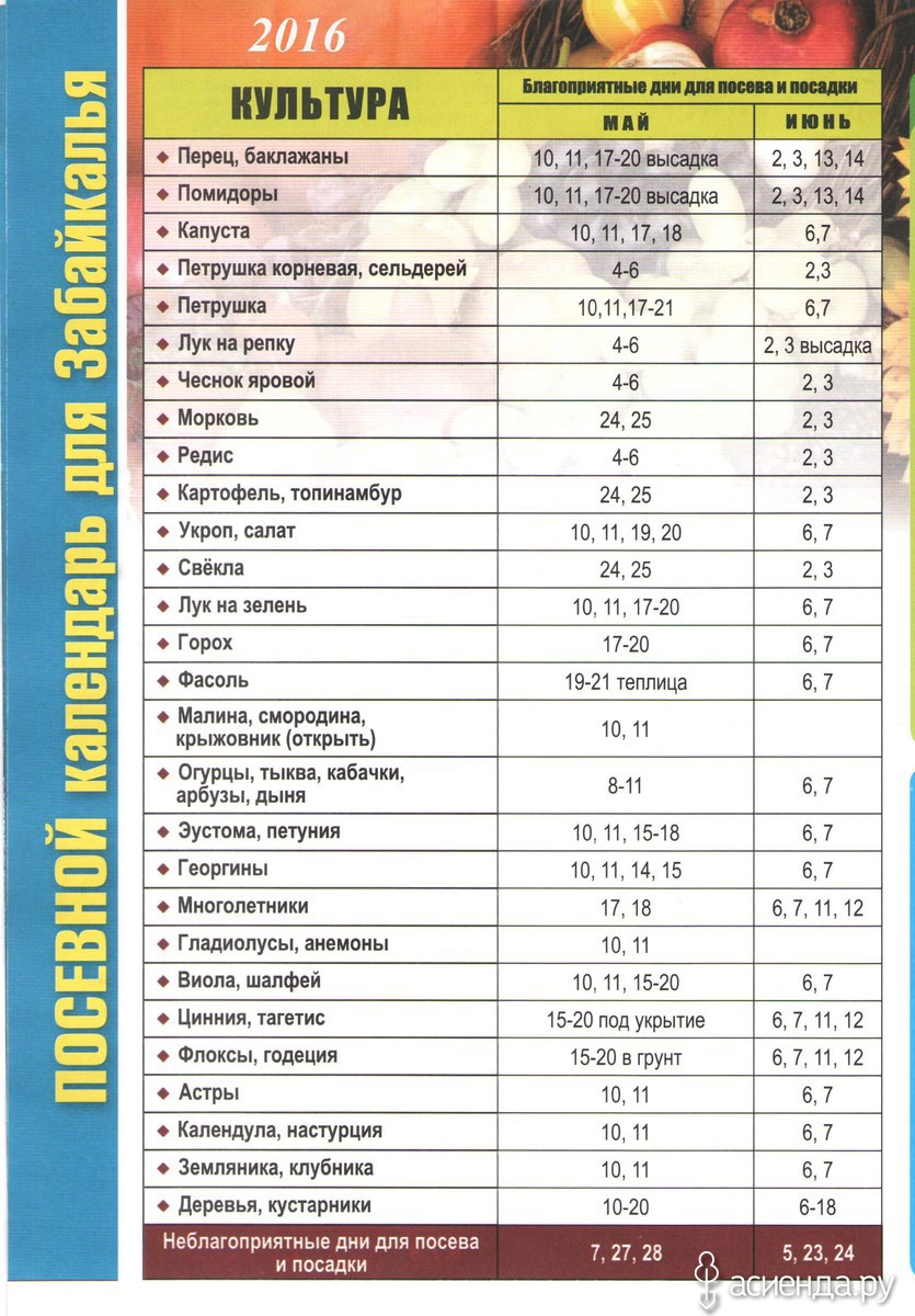 Благоприятные дни для пересадки петунии