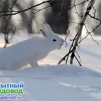 Если зайцы погрызли деревья