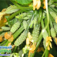 Как выращивать пучковые огурцы (Часть 2)