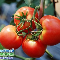Крепкая рассада — залог хорошего урожая томатов