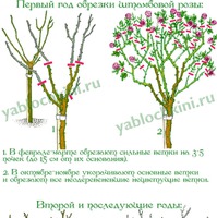 Обрезка роз. часть 7. Штамбовые розы.