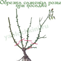 Обрезка роз. часть 1.