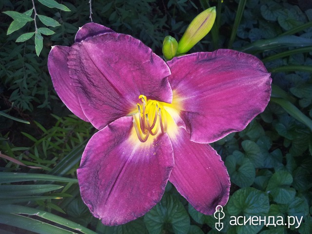 �������-�������� � ���� � ������� - ���������