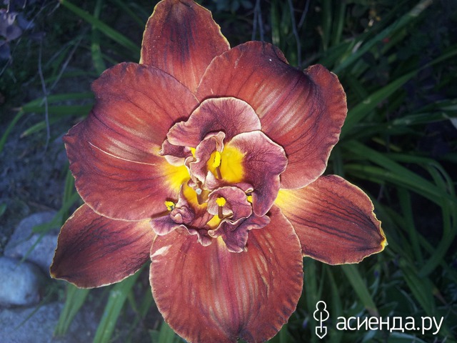 �������-�������� � ���� � ������� - ���������