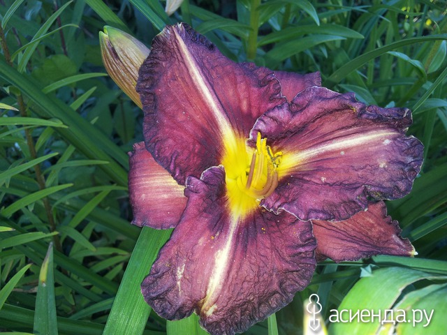 �������-�������� � ���� � ������� - ���������