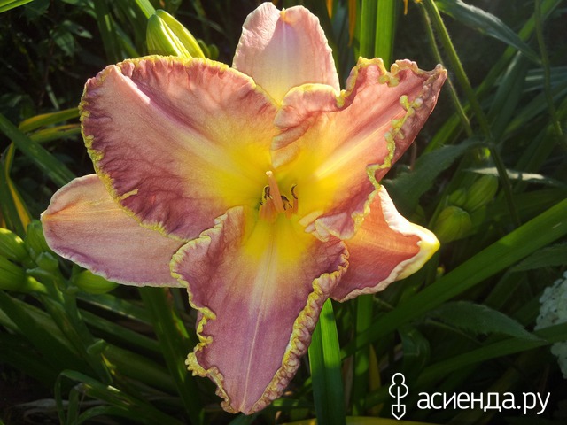 �������-�������� � ���� � ������� - ���������