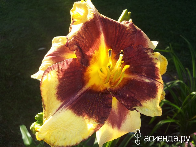 �������-�������� � ���� � ������� - ���������