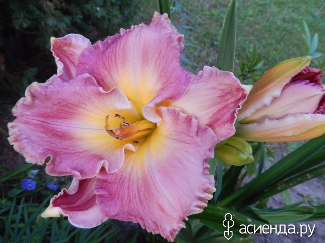 �������-�������� � ���� � ������� - ���������