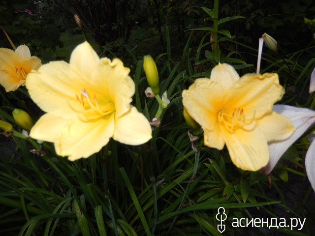 �������-�������� � ���� � ������� - ���������