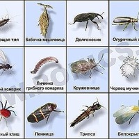 Болезни и вредители перца