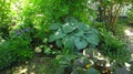 Хоста Зибольда "Элеганс" (Hosta Sieboldiana Elegans)