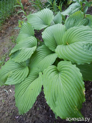    (Niagara Falls)
