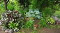 Хоста Зибольда "Элеганс" (Hosta Sieboldiana Elegans) ( на заднем плане в центре фото)
