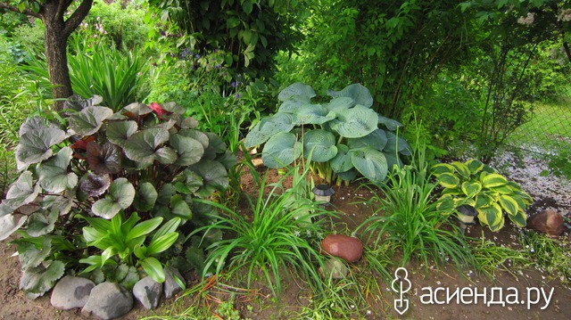   &quot;&quot; (Hosta Sieboldiana Elegans) (      )