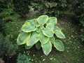 Хоста гибридная Самурай (Hosta Samurai)