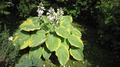 Хоста гибридная Самурай (Hosta Samurai)