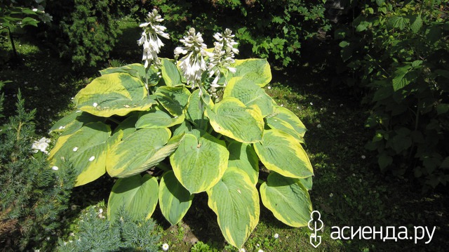    (Hosta Samurai)