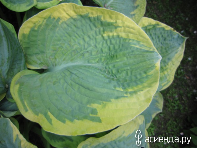     (Hosta Samurai)