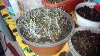 Салат на подоконнике