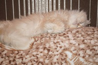 Кот Тимофей..