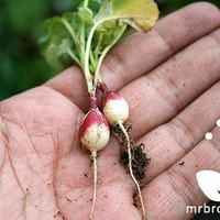 Как проверить качество почвы… редиской?