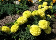 ������ ��� ��������