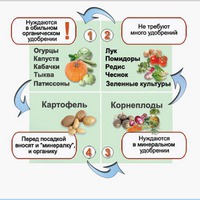 СОСЕДСТВО И ЧЕРЕДОВАНИЕ ОВОЩЕЙ