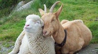 Наступил год козы - овцы!