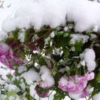 Подготовка цветника к зиме