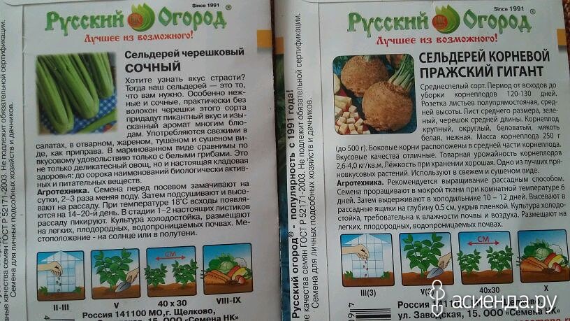 Сроки посева сельдерея