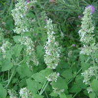 Борьба с комарами при помощи дачных растений.