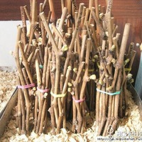 Черенки. Секреты укоренения. ПРИВИВКИ -как это делается
