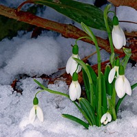 ��� ���� ����� - ���...