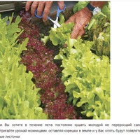 Полезные дачные советы в картинках