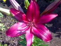 2012 .  - Purple Diamond
