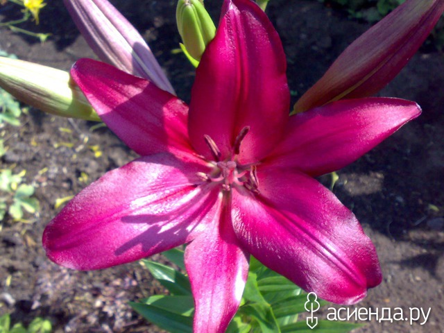 2012 .  - Purple Diamond