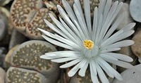 Литопсы — удивительные живые камни!