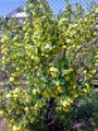 2011 .   Ribes aureum Pursh