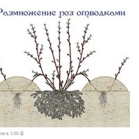 Розы отводками