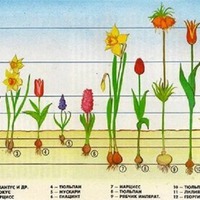 ПОЛЕЗНАЯ ШПАРГАЛКА: Глубина посадки луковичных.