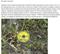 Как найти тюльпан?
